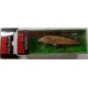 ARTIFICIALE RAPALA COUNTDOWN CD05 5CM 5G SINKING TR BROWN TROUT